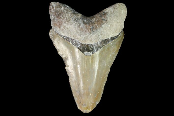 Fossil Megalodon Tooth - Florida #103402